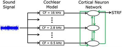 Computational Neural Modeling of Auditory Cortical Receptive Fields